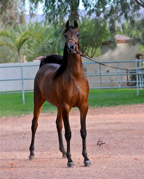 versace mare|versace horse breeder.